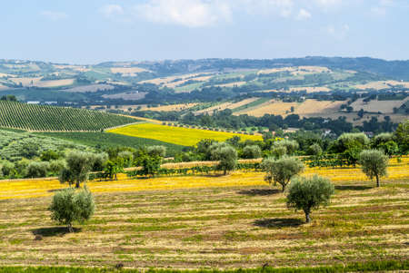 Marches (Italy) - Landscape at summer near Jesi