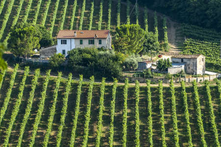 Marches (Italy) - Landscape at summer near Jesi, typical farmのeditorial素材