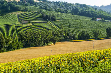 Marches (Italy) - Landscape at summer near Jesiの写真素材
