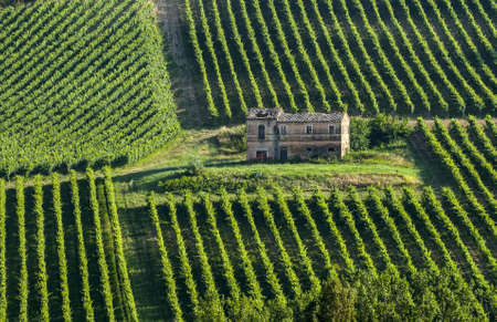 Marches (Italy) - Farm with vineyard, near Ancona at summerのeditorial素材