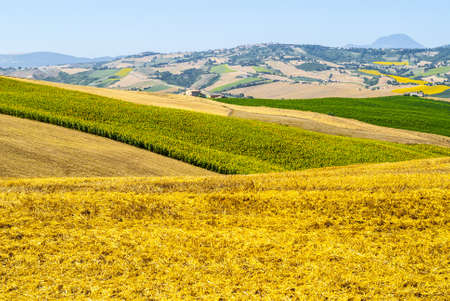 Marches (Italy) - Landscape at summer near Cingoliの写真素材