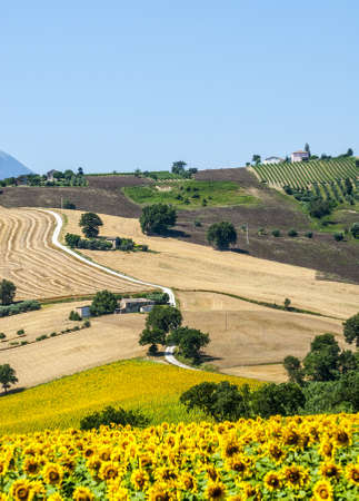 Marches (Italy) - Landscape at summer near Cingoli
