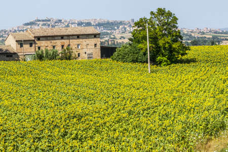 Old farmhouse with sunflowers field and panoramic view of Osimo (Ancona, Marches, Italy)