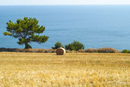 Conero (Ancona, Marches, Italy) - Cultivated coast: wheat field with bale and tree in front of the seaの写真素材