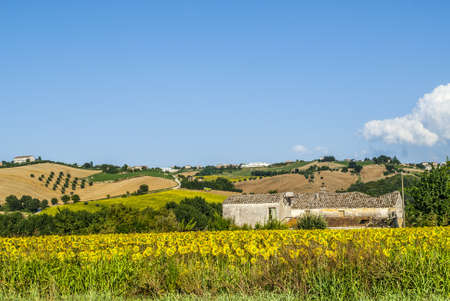 Landscape near Fermo (Marches, Italy) - Sunflowers and old building