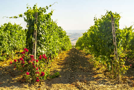 Vineyards of Montalcino (Siena, Tuscany, Italy) at summerの写真素材