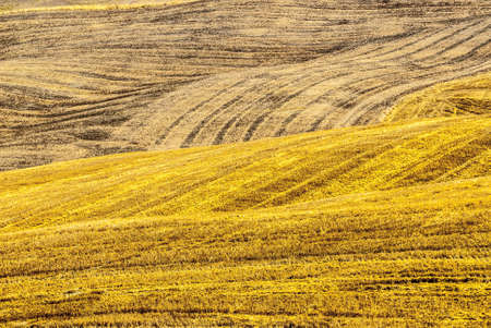 Fields on the hills of Montalcino (Siena, Tuscany, Italy) at summerの写真素材