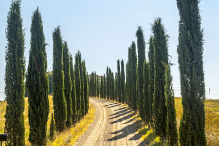 Country road with cypresses on the hills near Montalcino (Siena, Tuscany, Italy)の写真素材