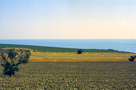 Riviera del Conero (Ancona, Marches, Italy). fields and seaの写真素材