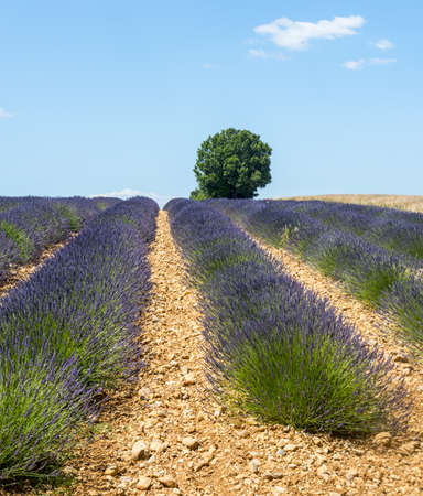 Plateau de Valensole (Alpes-de-Haute-Provence, Provence-Alpes-Cote d'Azur, France(, field of lavender and lonely treeの写真素材