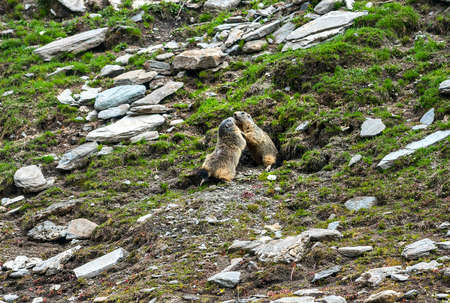 Colle dell'Agnello (Val Varaita, Cuneo, Piedmont, Italy), two groundhogs playingの写真素材