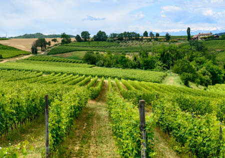 Country landscape of Monferrato (Asti, Piedmont, Italy) at summer, with vineyardsの写真素材