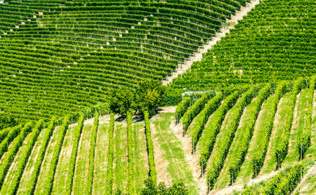 Langhe (Asti, Cuneo, Piedmont, Italy) - Landscape at summer with vineyardsの写真素材