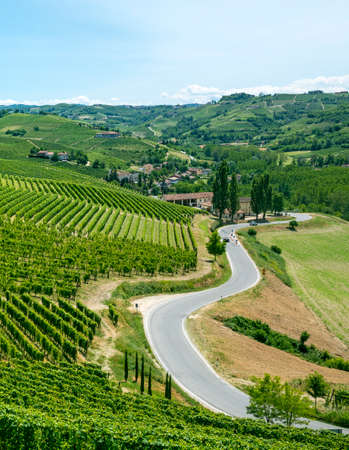 Langhe (Asti, Cuneo, Piedmont, Italy) - Landscape at summer with vineyardsの写真素材