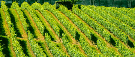 Langhe (Asti, Cuneo, Piedmont, Italy) - Landscape at summer with vineyards
