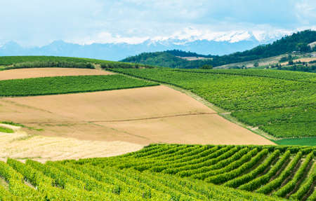 Country landscape of Monferrato (Asti, Piedmont, Italy) at summer, with vineyardsの写真素材