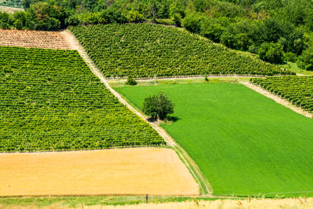 Country landscape of Monferrato (Asti, Piedmont, Italy) at summer, with vineyardsの写真素材