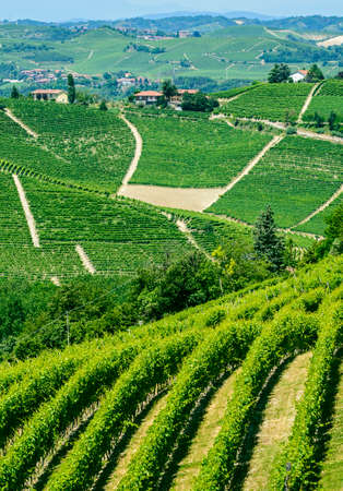 Langhe (Asti, Cuneo, Piedmont, Italy) - Landscape at summer with vineyards
