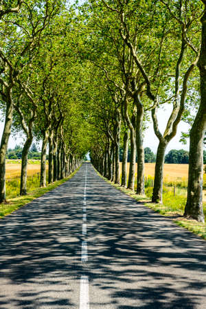 Road near Carcassonne (Aude, Languedoc-Roussillon, France) at summer, with rows of treesの写真素材