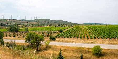 Landscape near Carcassonne (Languedoc-Roussillon, France) at summer, with vineyards and wind turbinesの写真素材