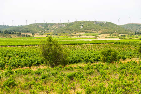 Landscape near Carcassonne (Languedoc-Roussillon, France) at summer, with vineyards and wind...