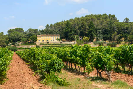 Farm with vineyard in Var (Provence-Alpes-Cote d'Azur, France) at summerのeditorial素材