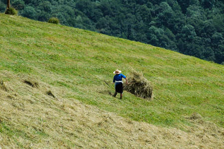 Alpi Orobie (Bergamo, Lombardy, Italy) - Old woman working in a field with a rakeの写真素材