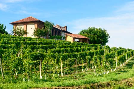 Summer landscape in Monferrato (Piedmont, Italy), farm with vineyardsのeditorial素材