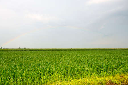 Rainbow over Vercelli countryside (Piedmont, Italy) at summerの写真素材