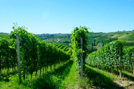 Summer landscape in Langhe (Piedmont, Italy), with vineyardsの写真素材