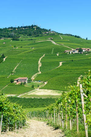 Summer landscape in Langhe (Piedmont, Italy), with vineyardsの写真素材