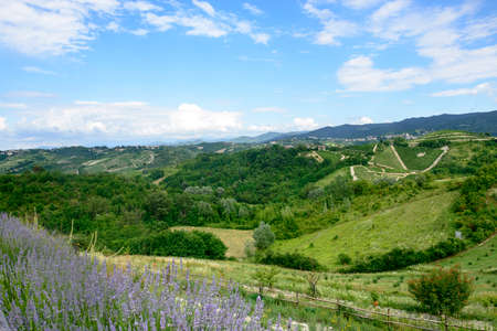 Summer landscape with vineyards in Monferrato (Piedmont, Italy)の写真素材