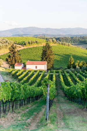 Landscape in Chianti (Florence, Tuscany, Italy) with vineyards at summerのeditorial素材
