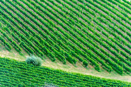 Landscape in Chianti (Florence, Tuscany, Italy) with vineyards at summerの写真素材