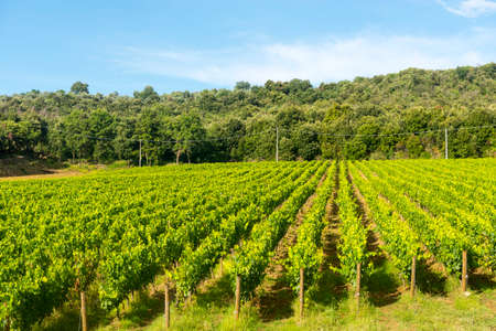 Montalcino (Siena, Tuscany, Italy): country landscape at summerの写真素材