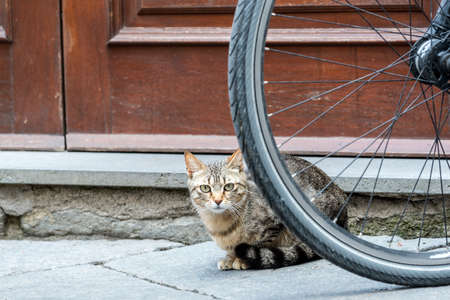 Bolsena (Viterbo, Lazio, Italy): tabby cat and bicycle wheelの写真素材