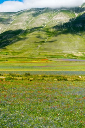 Piano Grande di Castelluccio (Perugia, Umbria, Italy), famous plateau in the natural park of Monti Sibilliniの写真素材