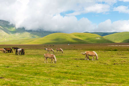 Horses at pasture in famous plateau in the natural park of Monti Sibillini in Piano Grande di Castelluccio (Perugia, Umbria, Italy)の写真素材