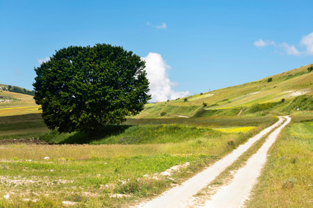 Piano Grande di Castelluccio (Perugia, Umbria, Italy), famous plateau in the natural park of Monti...