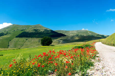 Piano Grande di Castelluccio (Perugia, Umbria, Italy), famous plateau in the natural park of Monti Sibilliniの写真素材