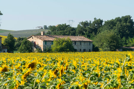 Landscape near Macerata (Marches, Italy) at summer: old house and sunflowersのeditorial素材