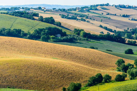 Country landscape between Jesi and Ostra (Ancona, Marches, Italy) at summer
