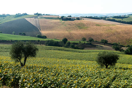 Country landscape between Jesi and Ostra (Ancona, Marches, Italy) at summer