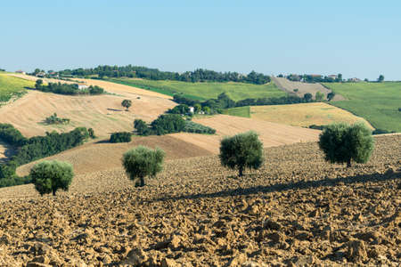 Country landscape between Jesi and Ostra (Ancona, Marches, Italy) at summer