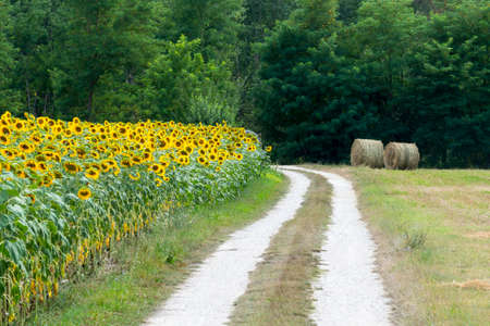 Country landscape at summer between Cagli and Piobbico (Pesaro e Urbino, Marches, Italy)の写真素材