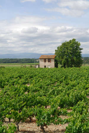 From Narbonne to Carcassonne (France) - Vineyard