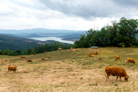 Along the road of Passo di Viamaggio, in the Appennino Tosco-Emiliano (Tuscany - Emilia Romagna): mountain landscape at summer, with cows at pastureの写真素材