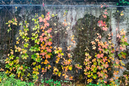 Fall at Monza Park (Brianza, Lombardy, Italy). Colorful leaves against a wallの写真素材