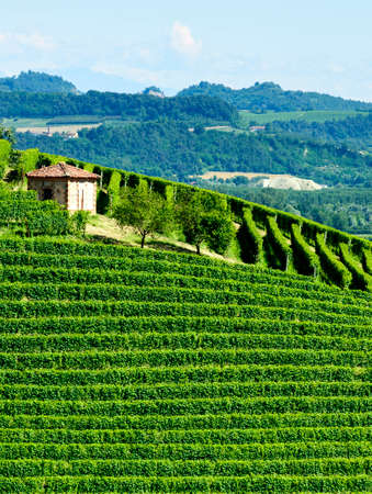 Summer landscape in Langhe (Piedmont, Italy), with vineyardsの写真素材