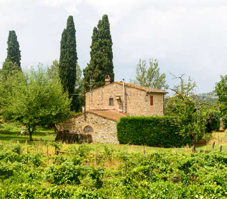 Landscape in Chianti (Florence, Tuscany, Italy) with vineyards and cypresses at summerの写真素材